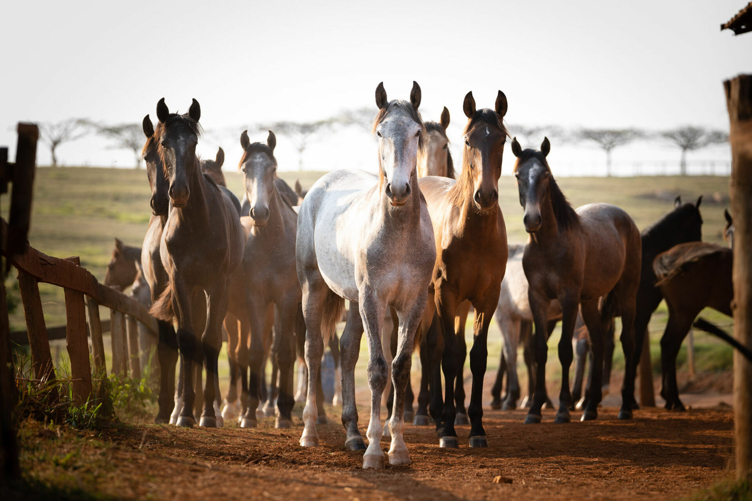 Foto de Renata Cerqueira 9