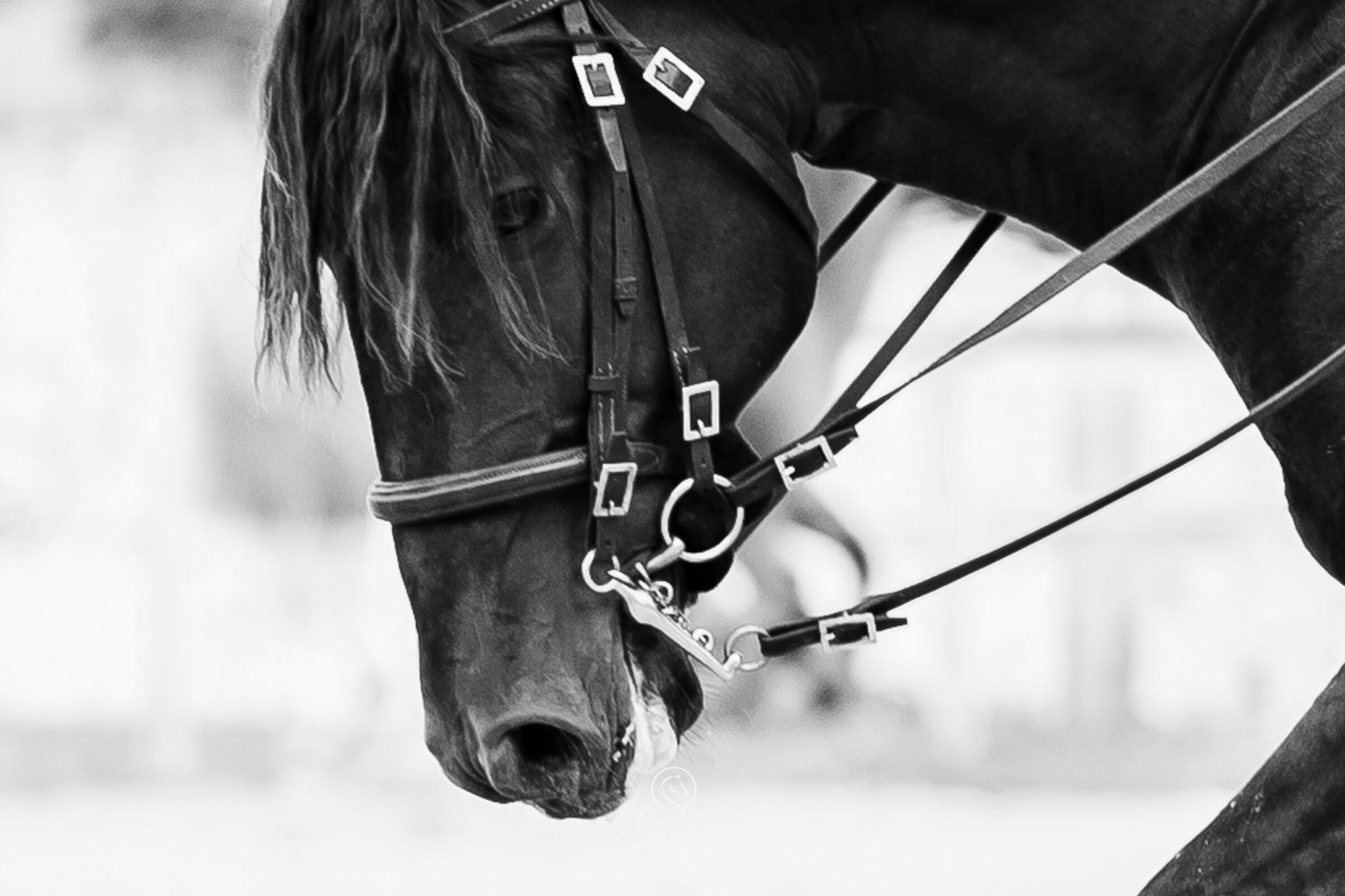 Foto de Renata Cerqueira 7